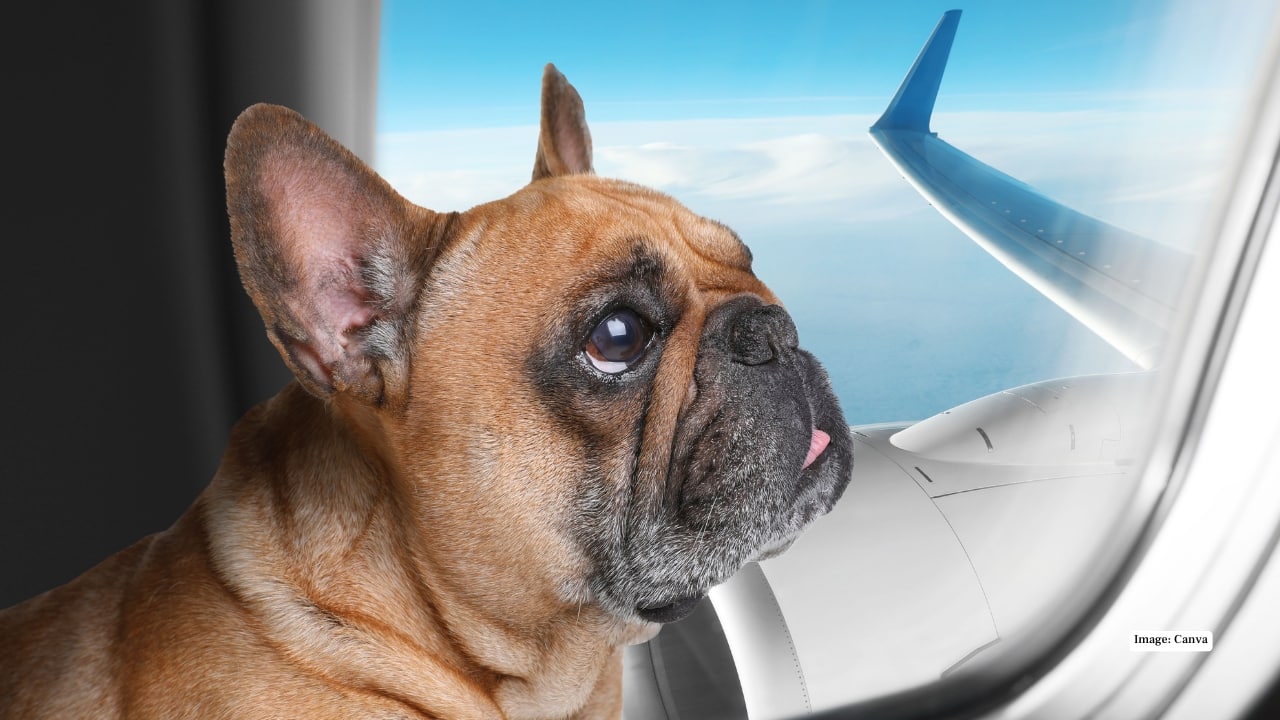 Air India now allows pets up to 10 kg to fly in-cabin; all you need to know