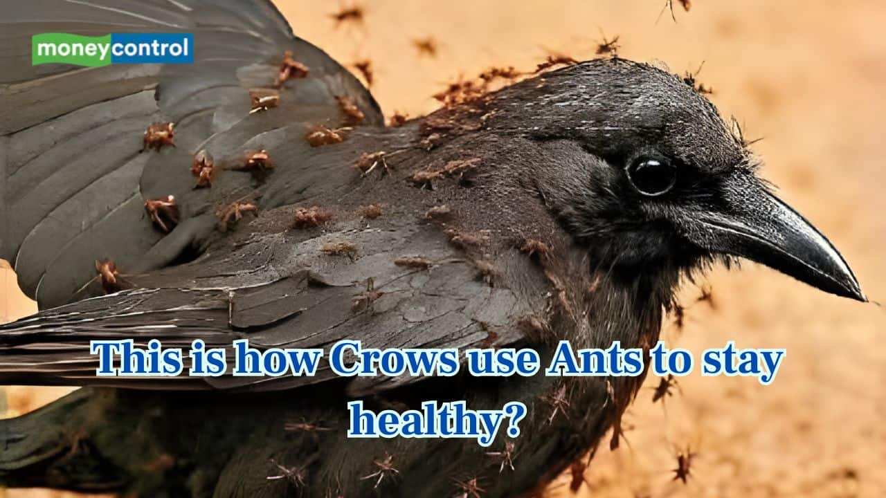 The hidden self-healing secret of crows revealed-Here is how they heal themselves