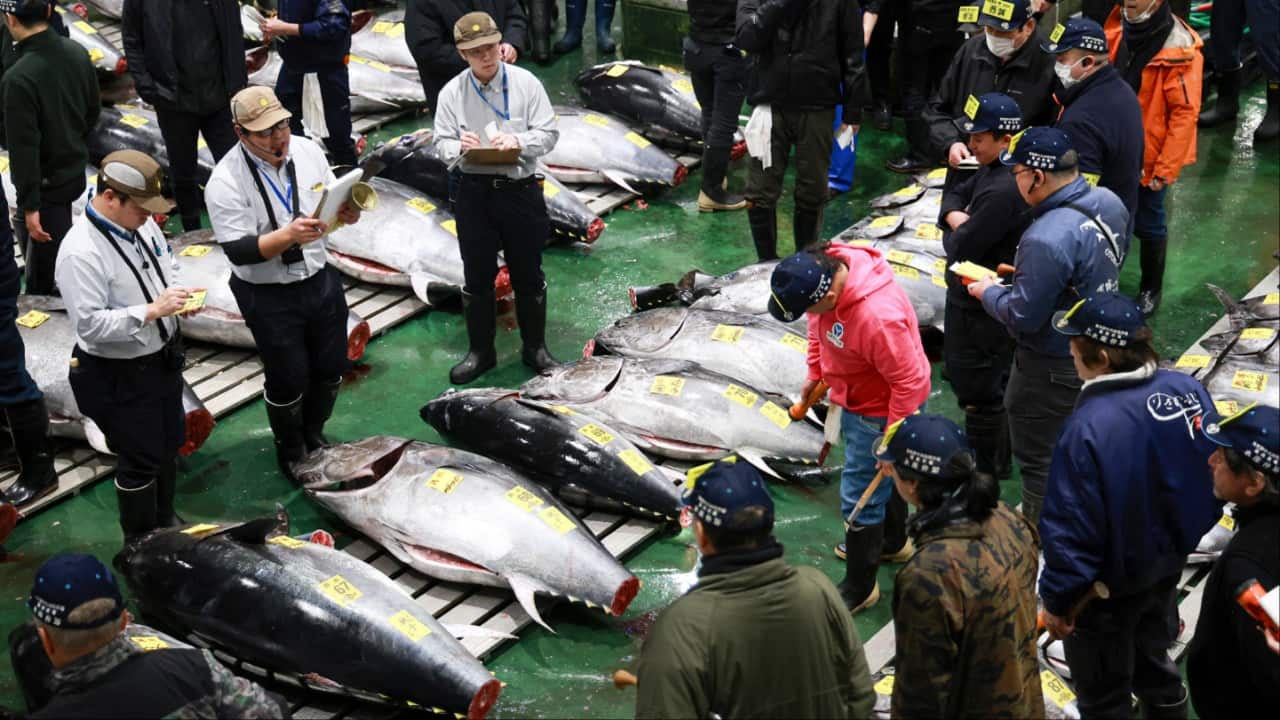 Participants look at tuna as wholesale sellers and buyers attend the first tuna auction of the New Year at Toyosu fish market in Tokyo. (Image credit: AFP)