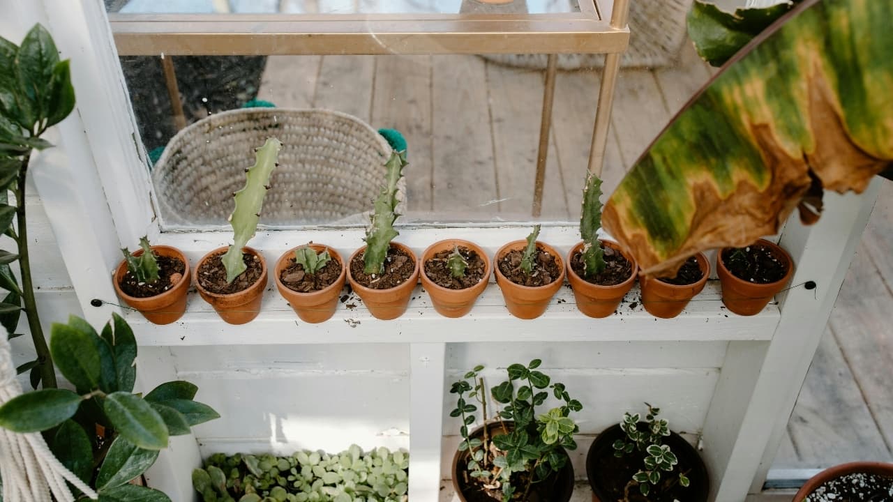 Overwatering Kills Houseplants: Expert Tips to Keep Them Alive - lifestyle news from Moneycontrol
