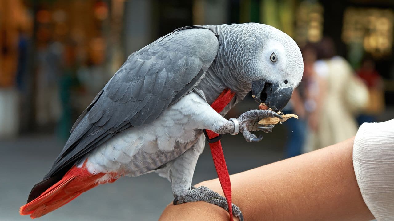 The TikTok effect on parrots: How viral parrot videos are pushing species  toward extinction