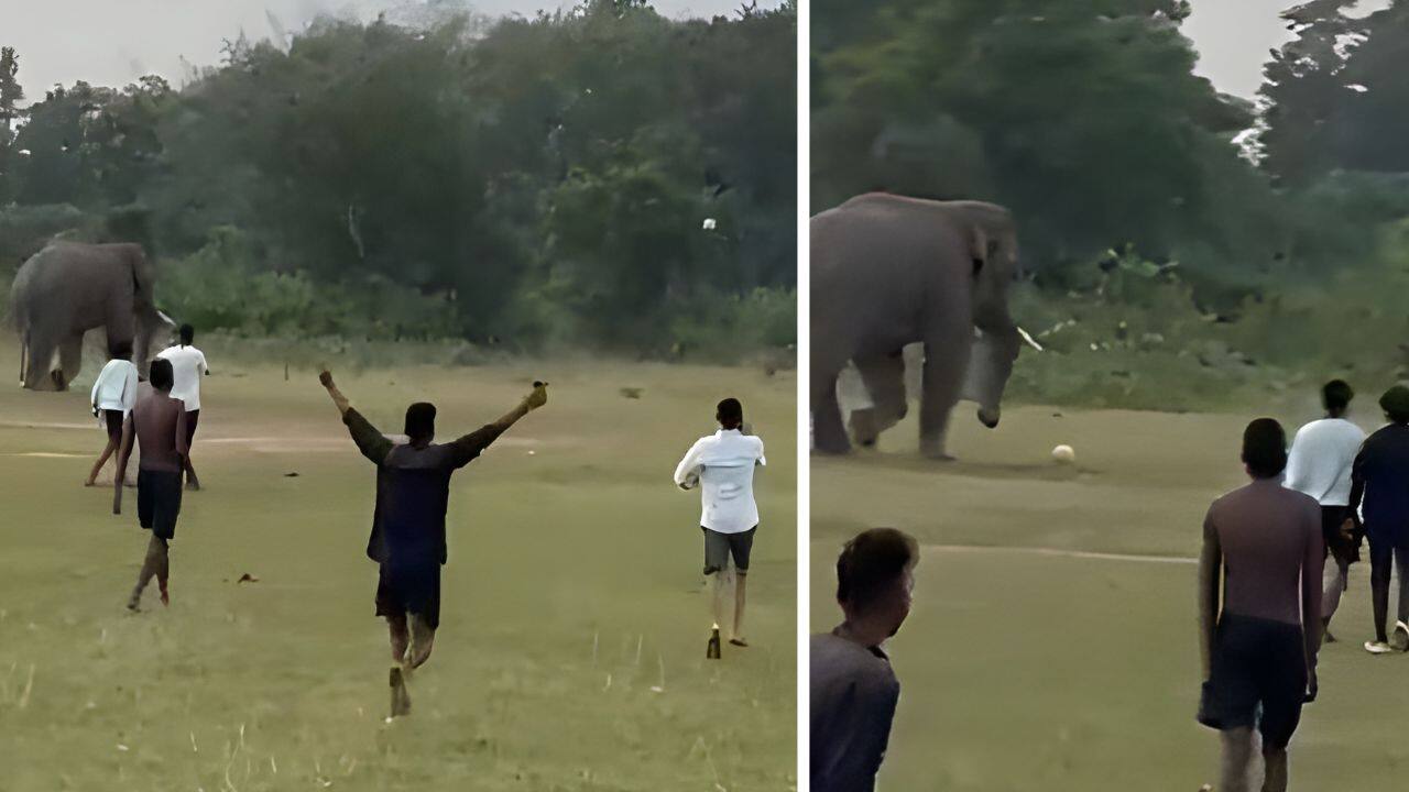 This Elephant just joined a football game with kids and internet can’t get enough