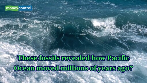 Tiny fossils in Japan reveal how the Pacific Ocean moved millions of years ago