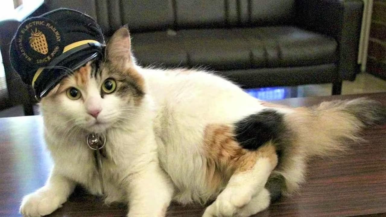 Meet Yontama, the cat who became stationmaster at a railway station in Japan