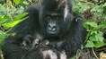 Twin mountain gorillas born in Congo park mark rare conservation moment