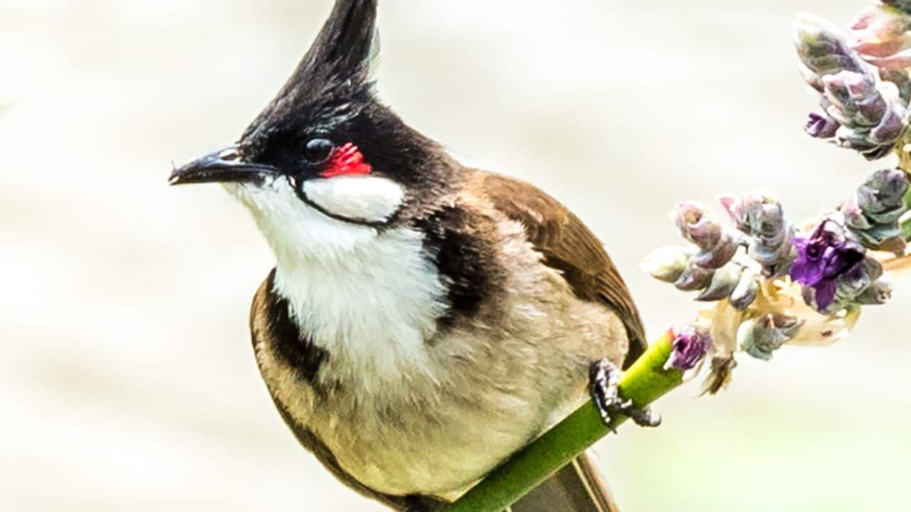 Meet the most graceful and colourful bulbuls of India