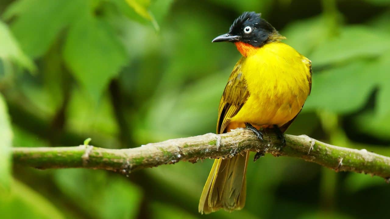 Flame-throated Bulbul (Pycnonotus gularis) (Image: Canva)