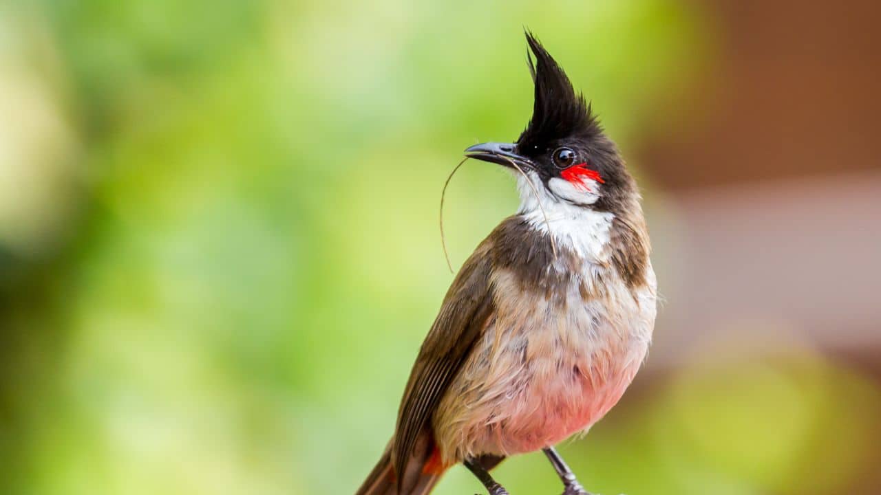 Red-whiskered Bulbul (Pycnonotus jocosus) (Image: Canva)