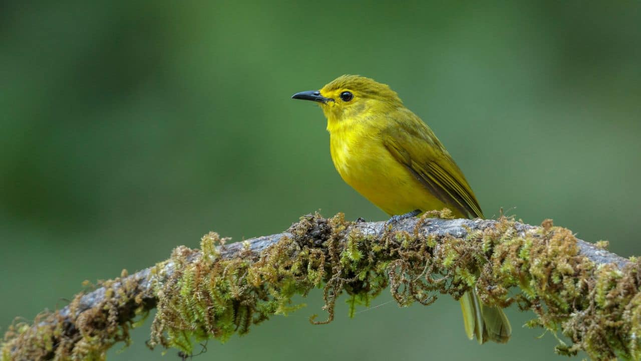 Yellow-browed Bulbul (Iole indica) (Image: Canva)