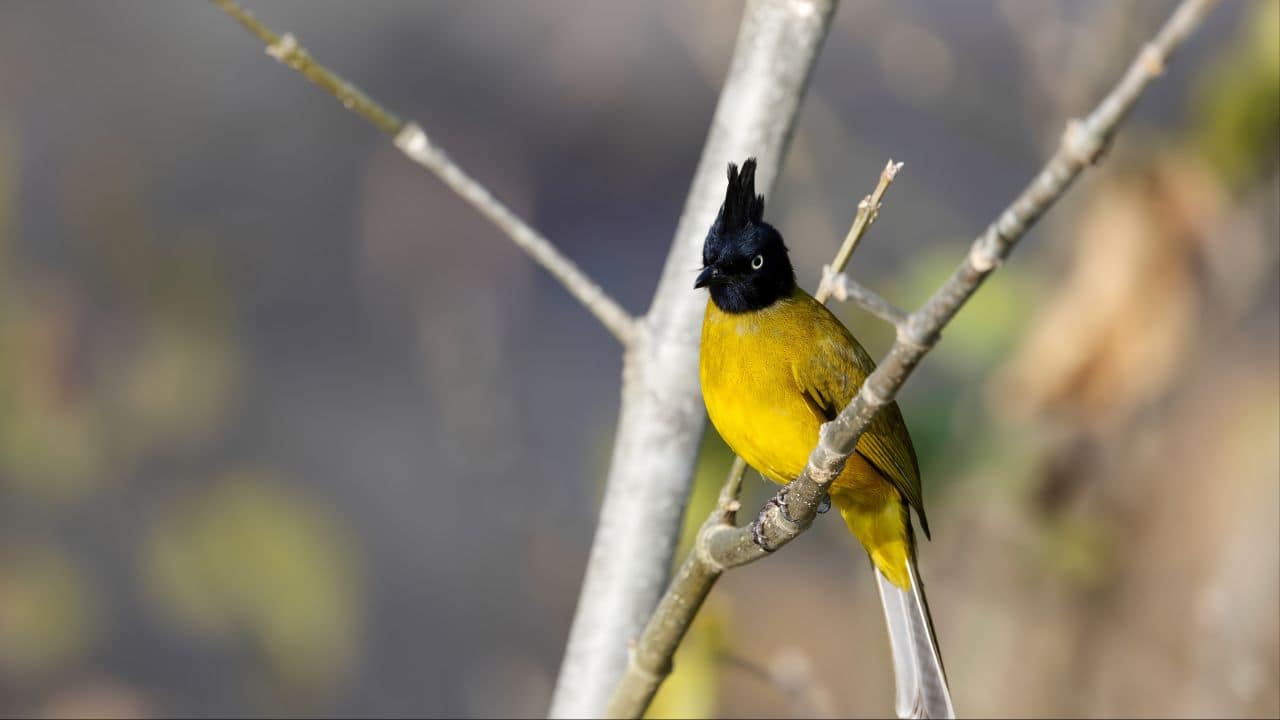 Black-crested Bulbul (Rubigula flaviventris) (Image: Canva)
