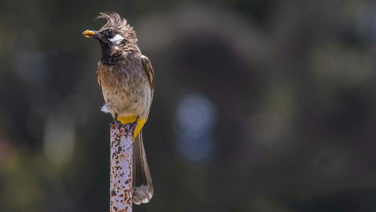 Himalayan Bulbul (Pycnonotus leucogenys) (Image: Canva)