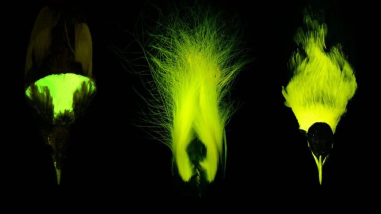 A hidden glow in the canopy as birds-of-paradise feathers emit biofluorescence under UV light