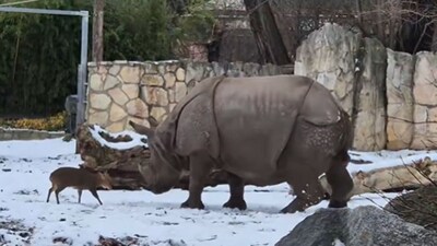 You’ll Be Amazed by What Happens When a Fearless Deer Challenges a Massive 1.7-Ton Rhinoceros (Image: X)
