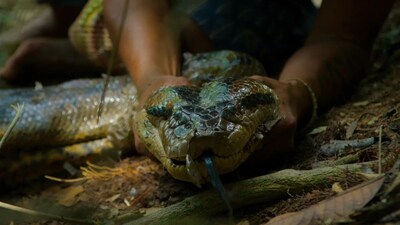 The northern green anaconda found in Amazon. (Image: National Geographic)