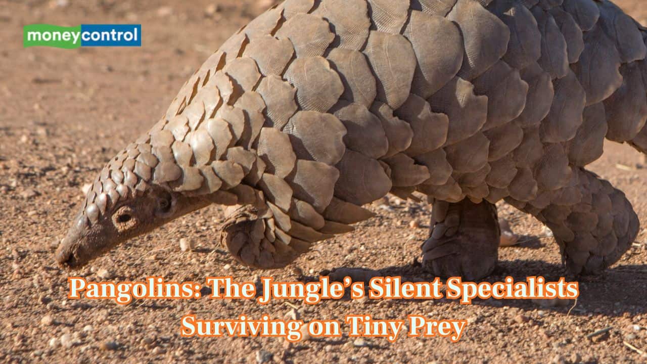 The Jungle’s Secret Armour: How Pangolins survive on a diet of tiny prey?