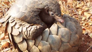 Pangolins live in tropical forests, savannas and shrublands. (Image: Canva)