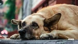 Telangana mass dog killing: 300 strays killed in 3 days over ‘public demand’; 9 booked