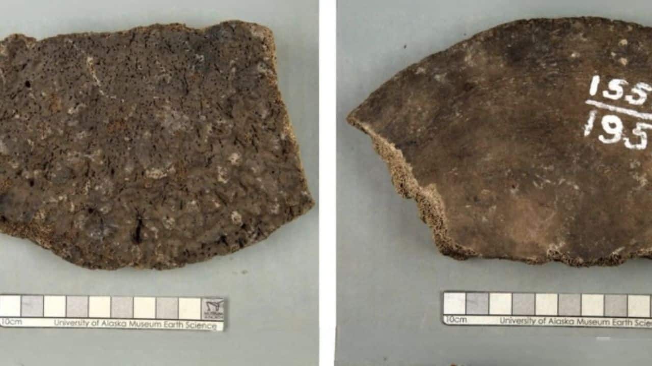 Alaska fossils misidentified as Mammoth bones for 70 Years revealed as Whale bones