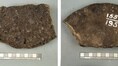 Alaska fossils misidentified as Mammoth bones for 70 Years revealed as Whale bones