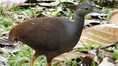 A rare ground-dwelling Tinamou found in Brazil’s Serra do Divisor