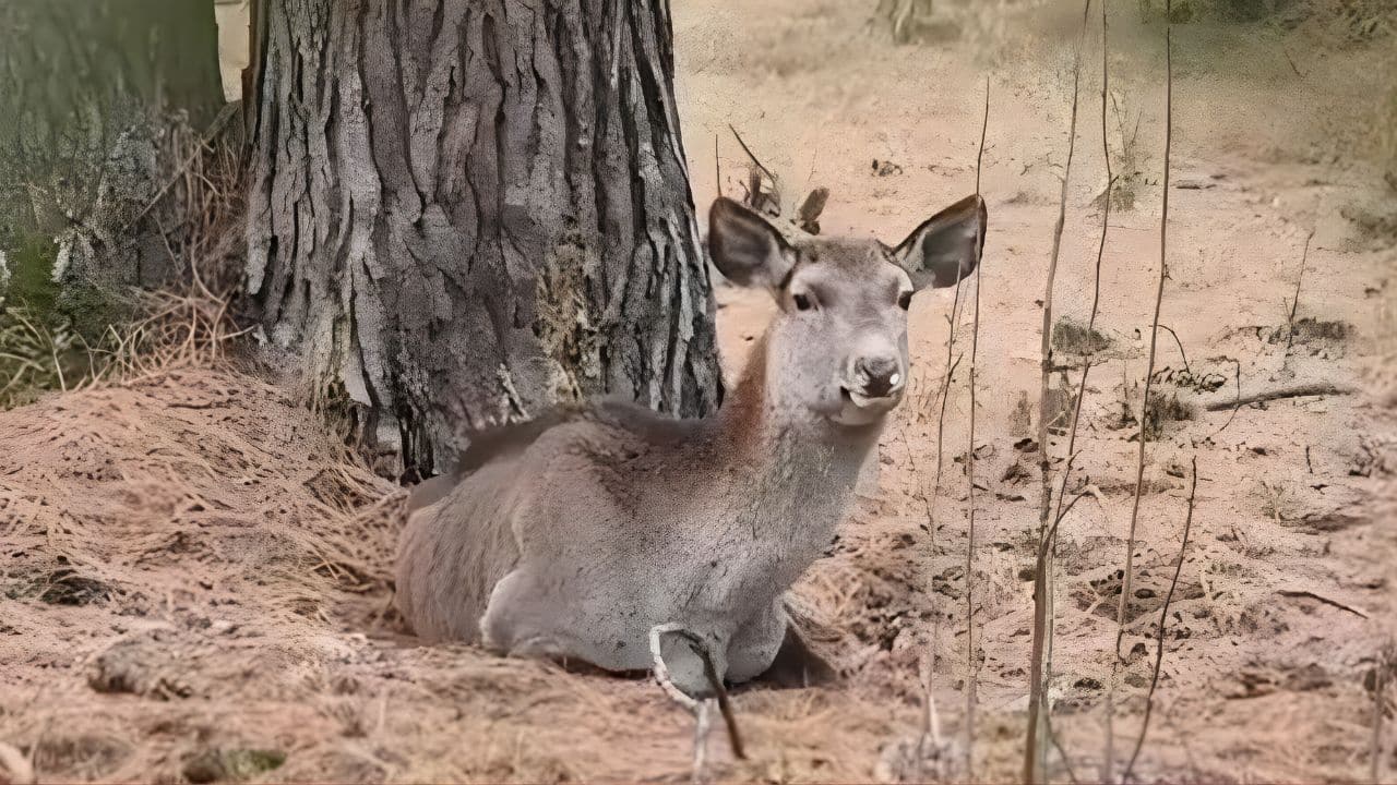 "Critically Endangered" Hangul deer shows remarkable recovery in Jammu and Kashmir
