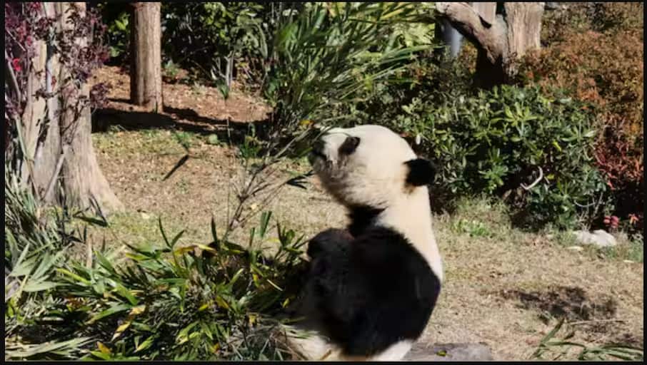 Japan zoo puts zookeepers in panda suits after country runs out of pandas