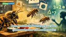 Can 'bees' help humans talk to Aliens using mathematics?