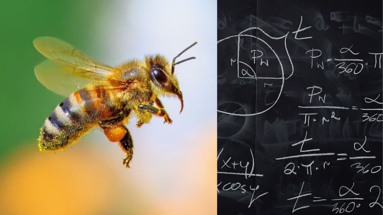 Experiments show bees can count and recognise numbers. (Image: Canva)