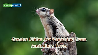 Scientists warn Australia's Greater Gliders are in danger due to climate and logging collision