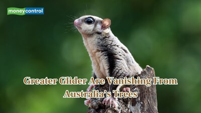 Australia's Greater Gliders are in danger due to climate and logging collision. (Image: Canva)