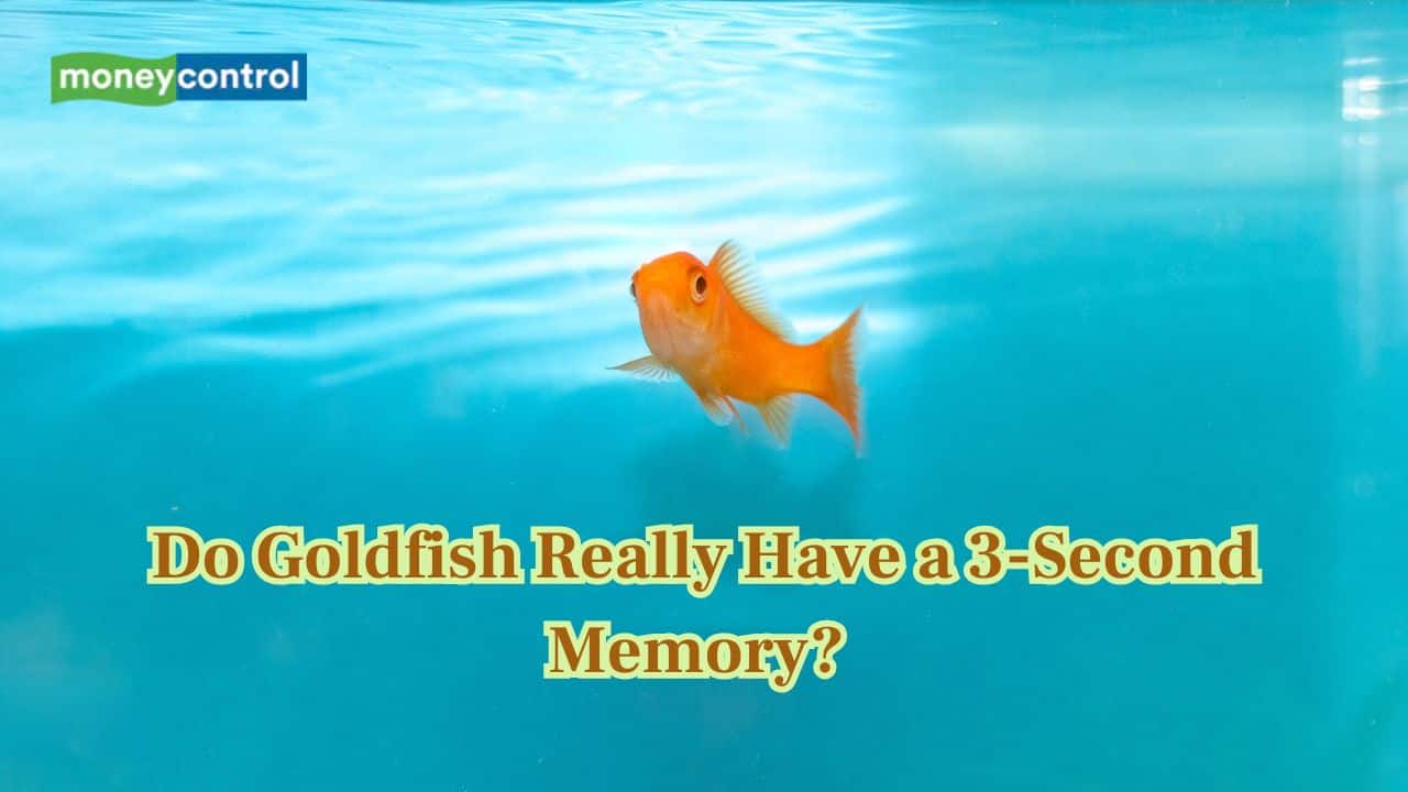 Do goldfish have a 3-second memory? Learn how memory work in this fish
