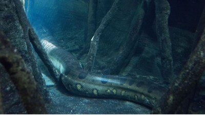 How Ana Julia Became the World’s Biggest Known Green Anaconda (Representational Image: Canva)