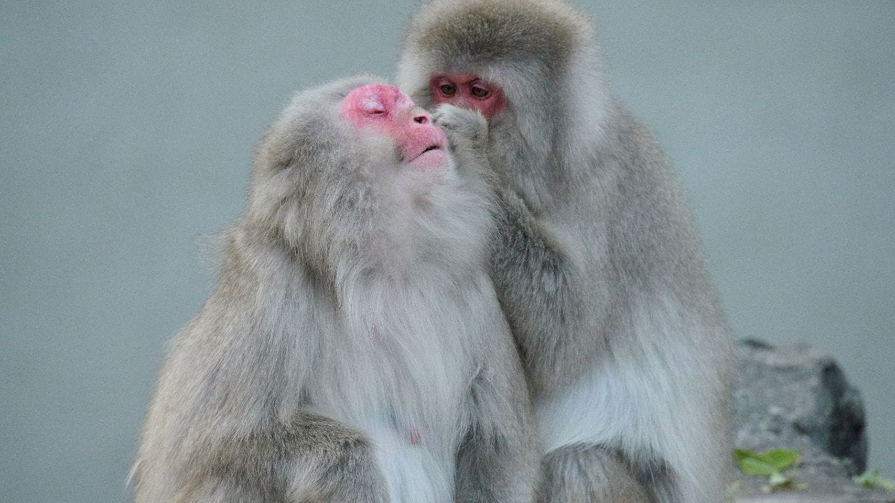 Study suggests same-sex behaviour helps primates cope with environmental pressure