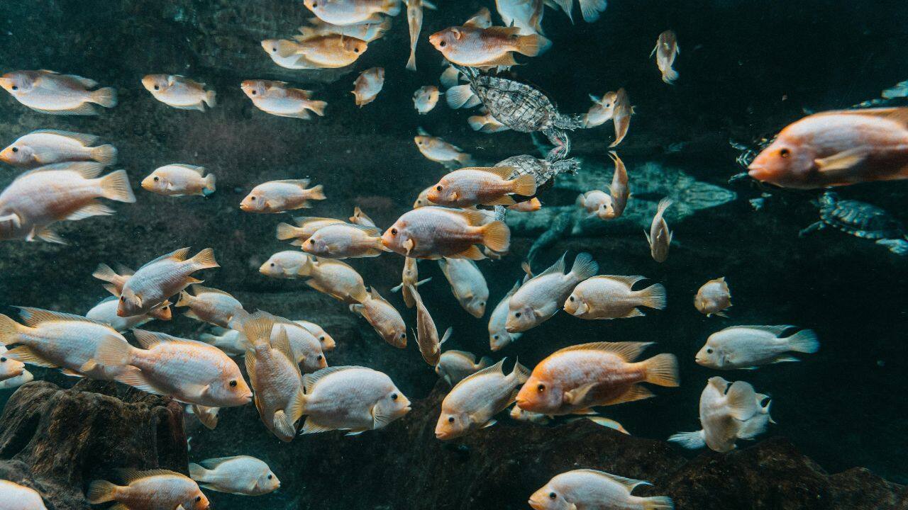 The age of fishes began after a wave of mass death, fossil database shows