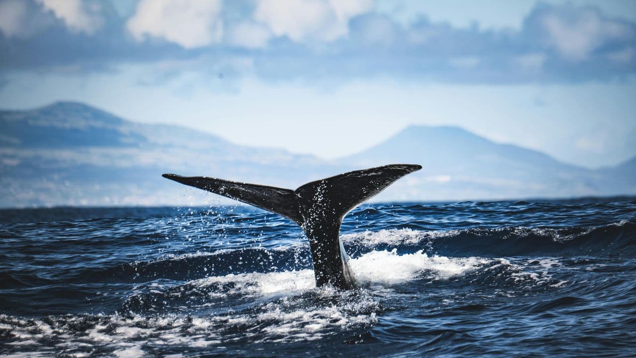 Elusive deep-sea ghost finally revealed: Scientists photograph mysterious ginkgo-toothed whale
