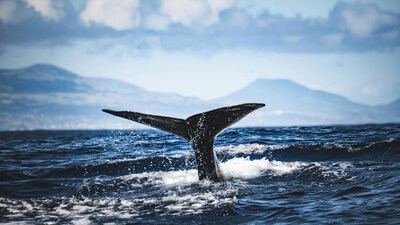 Decades-Old Ocean Enigma Solved as Rare Beaked Whale Surfaces (Image: Canva)