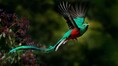 Meet the Resplendent Quetzal: World’s most beautiful and colorful bird now threatened