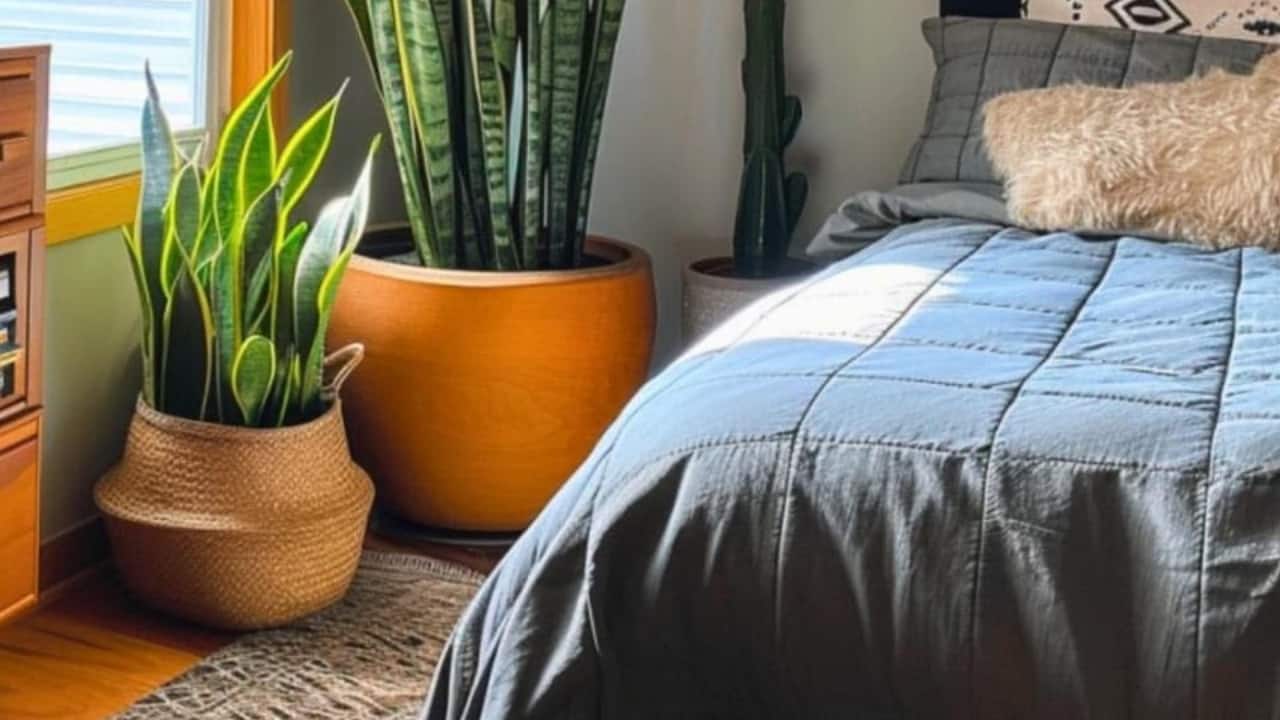 8 surprising benefits of snake plants for your home and health