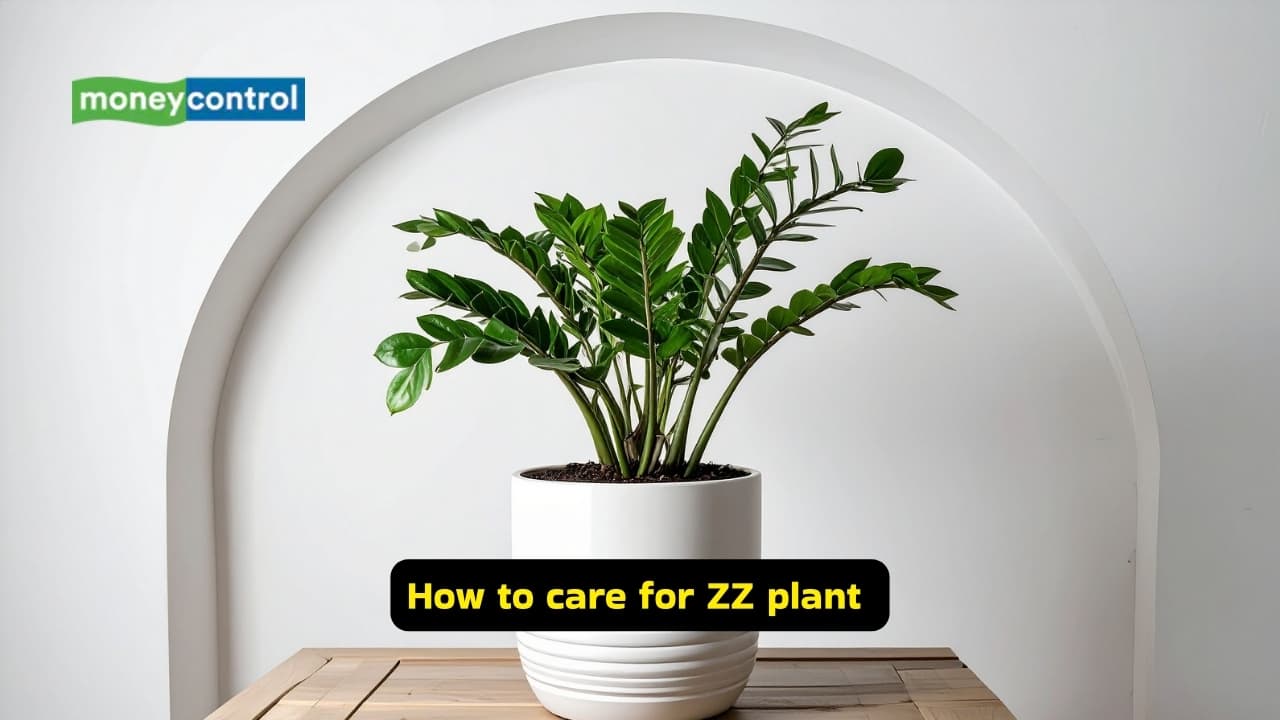5 beautiful low-maintenance indoor plants for those who forget to water daily