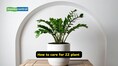 5 beautiful low-maintenance indoor plants for those who forget to water daily