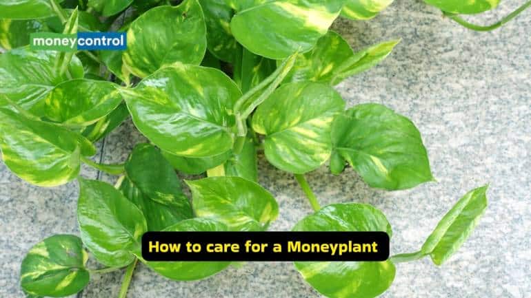 How to care for a Moneyplant (Image: Canva)