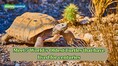 Meet 5 world’s oldest turtles that have lived for centuries
