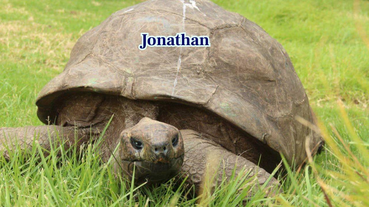 Jonathan: The Oldest Living Land Animal (Image: X/@Parinday_)