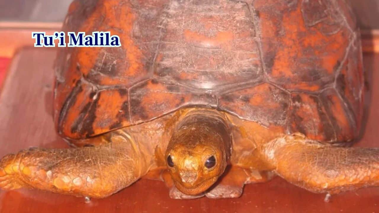 Tu’i Malila: Tonga’s Royal Tortoise (Image: X/@Parinday_)