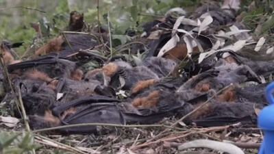 Thousands of flying foxes have died from scorching heat in Australia. (Image: X/@DrTOMontgomery0