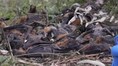 Over 72,000 flying foxes perished in Australia’s black summer, scientists warn climate change
