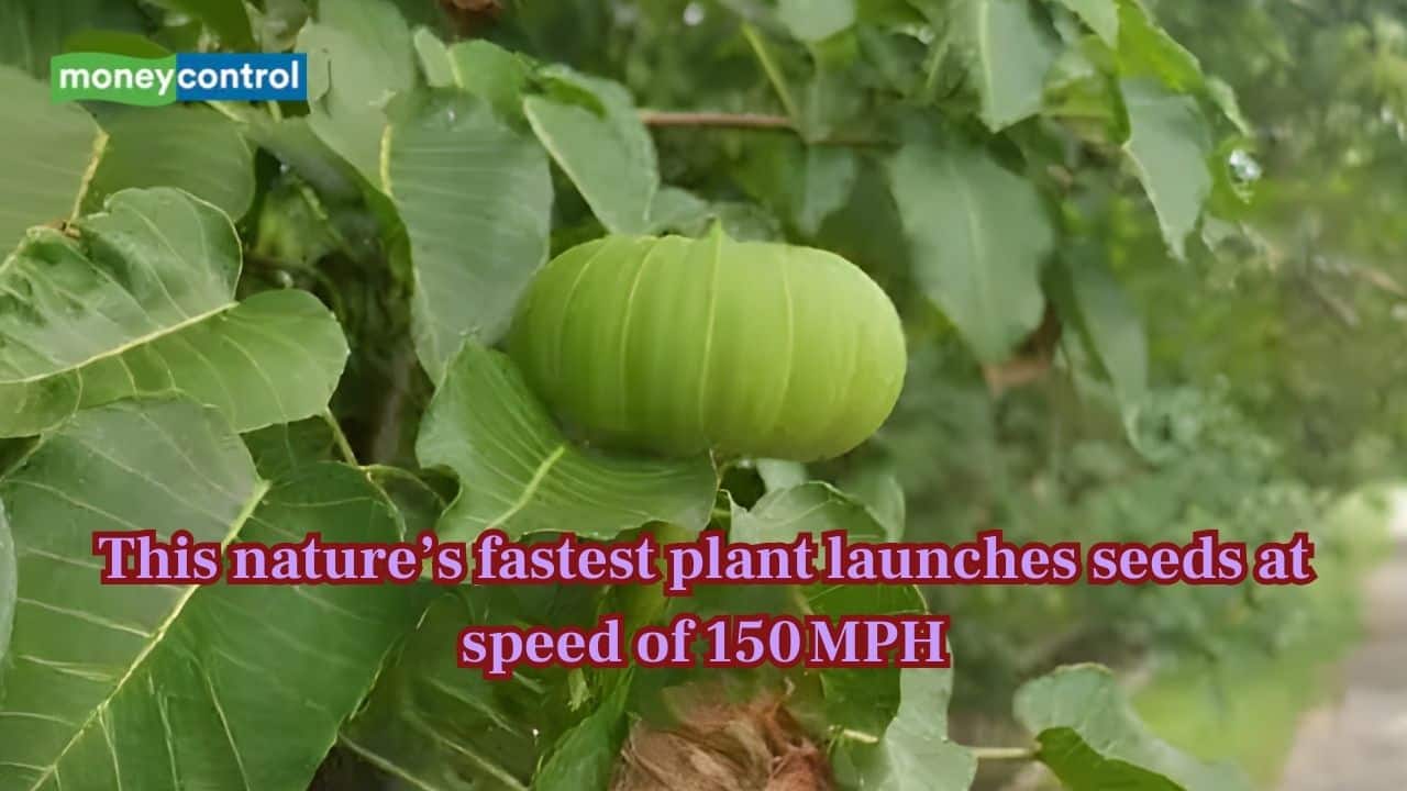 Nature’s Seed Cannon: Meet Sandbox tree who shoots its seeds at 150 mph