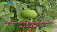 Nature’s Seed Cannon: Meet Sandbox tree who shoots its seeds at 150 mph