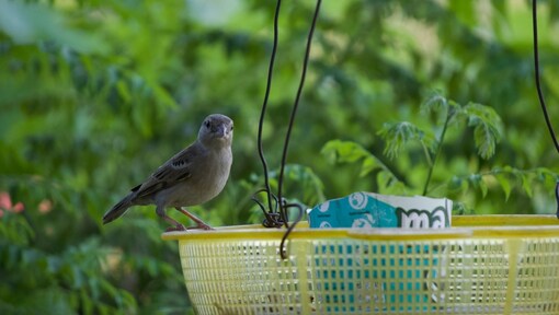 How to attract sparrows and small birds to your balcony naturally