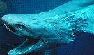 Meet the oldest deep-sea shark roaming Earth’s oceans since dinosaur times
